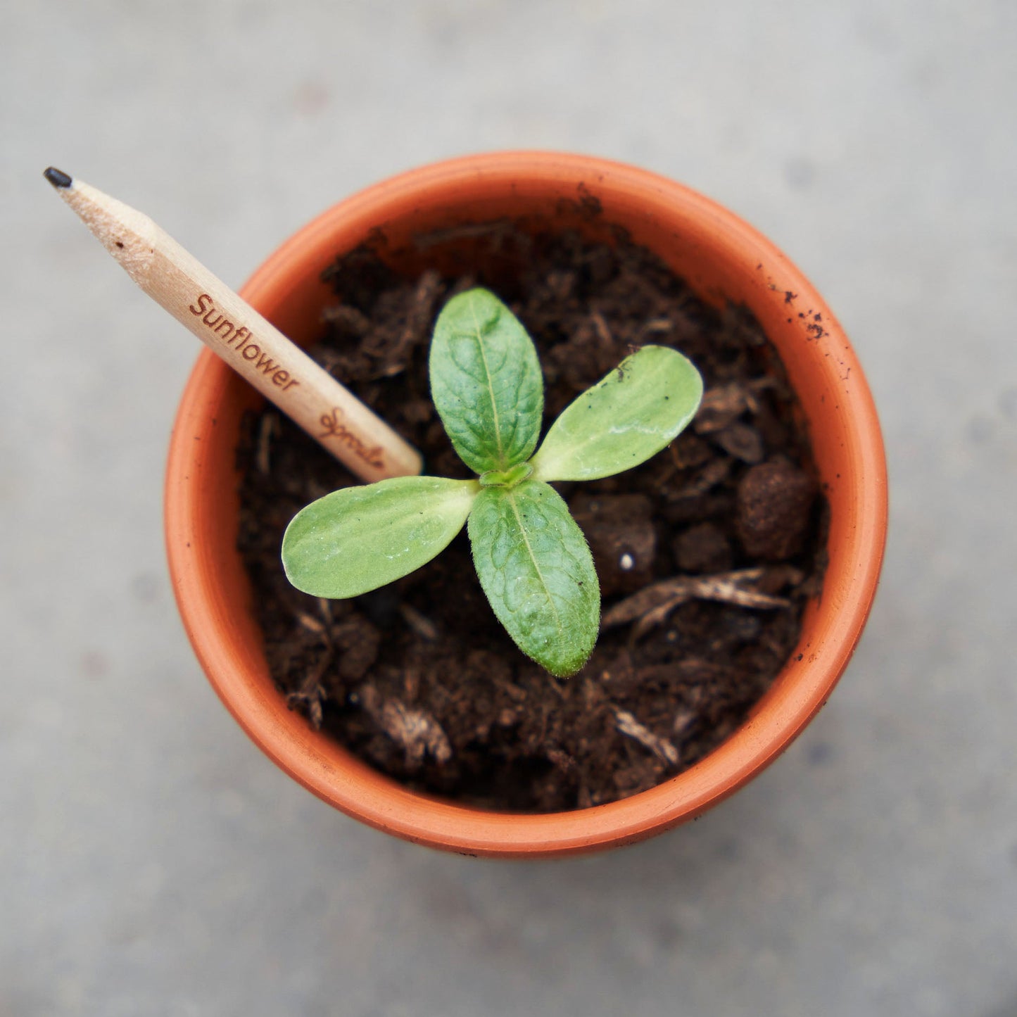 Plantable Pencils - Single Pencil with Customized Card - EarthHero Corporate Gifting and Custom Swag