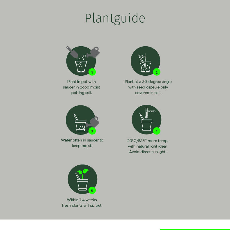 Plantable Pencils - 3-Pack with Customized Box - EarthHero Corporate Gifting and Custom Swag