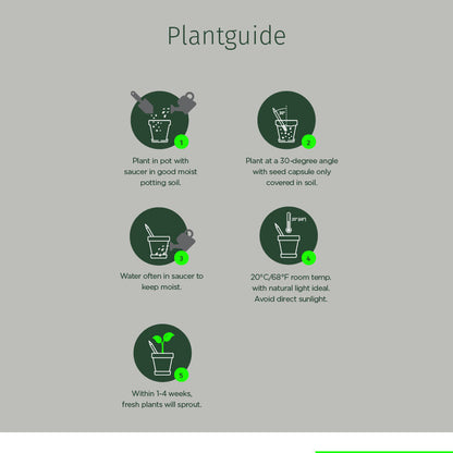Plantable Pencils - 3-Pack with Customized Box - EarthHero Corporate Gifting and Custom Swag